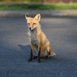 Portrait of an animal on the road