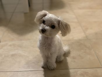 Portrait of white puppy