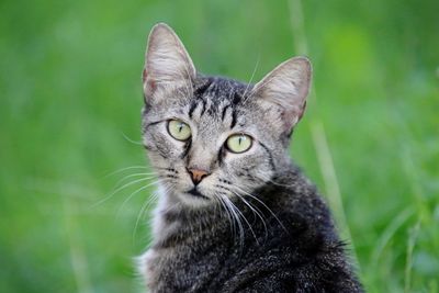 Close-up portrait of cat