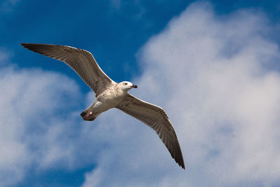 Low angle view of seagull flying