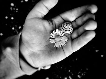 Cropped hand showing flower and animal shell at night