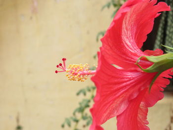 Close-up of red hibiscus flower