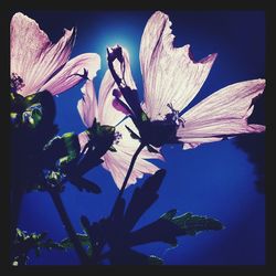 Close-up of flowers against blue sky