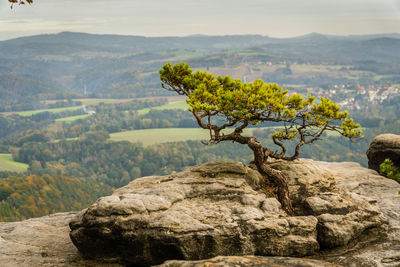 Tree on rock against sky
