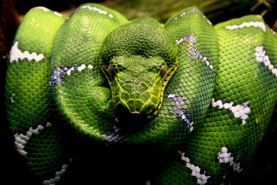 Close-up of green snake