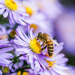 Close-up of bee pollinating on flower