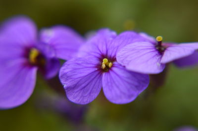 Close-up of purple flower blooming