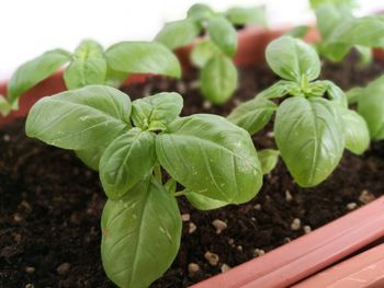 Close-up of plants growing in farm