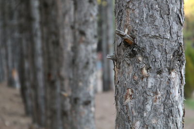 Close-up of insect on tree trunk