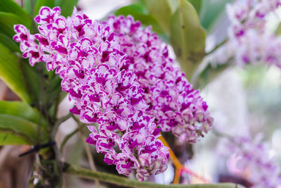 Close-up of pink flowering plant