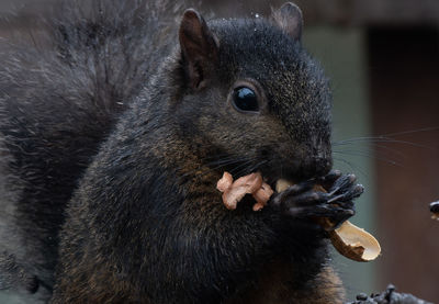 Close-up of squirrel