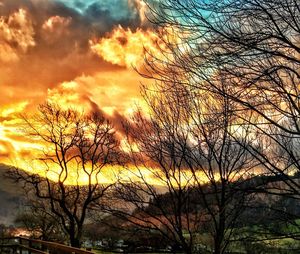 Bare trees at sunset