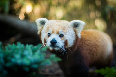 Cute young red panda looking away