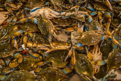 High angle view of crab in water