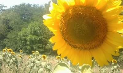 Close-up of sunflower