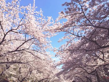 Low angle view of cherry blossom tree