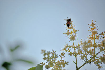 Close-up of bee on flower against clear sky