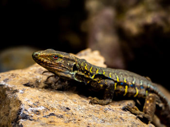 Close-up of lizard on rock