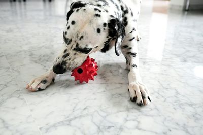 Dalmatian playing with toy at home