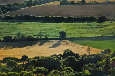 Scenic view of grassy field