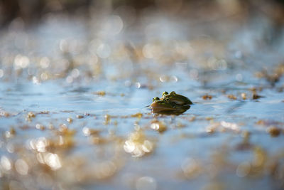 Close up of green frog in water