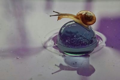 Close-up of turtle in water