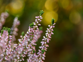 Close-up of purple flowering plant