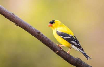 Close-up of bird perching on branch