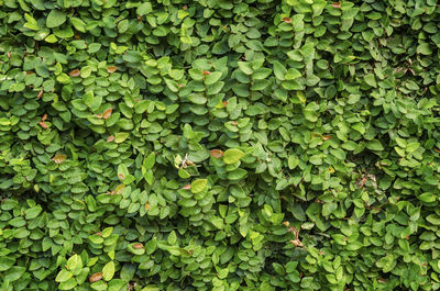 Green leaves wall background - full frame shot of green leaves