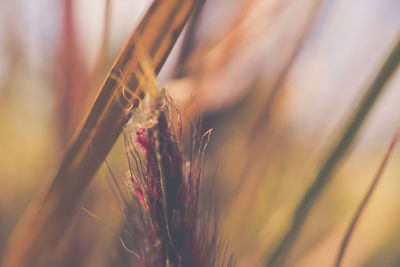 Close-up of lizard on plant