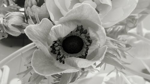 Close-up of flower blooming outdoors