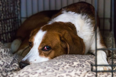 Close-up of a dog resting on bed