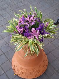 High angle view of purple flowers