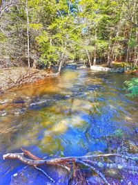 Scenic view of river in forest