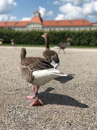 Ducks on a land