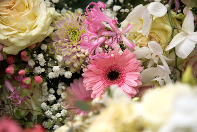 Close-up of pink flowers