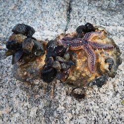 High angle view of crab on rock