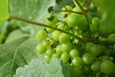 Close-up of grapes growing on plant