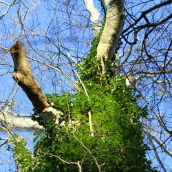 Low angle view of tree against sky
