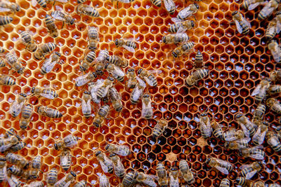 Full frame shot of bees