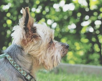 Close-up of dog outdoors