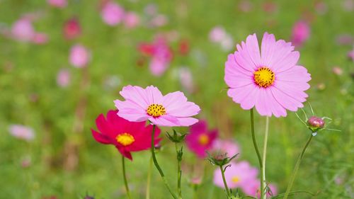 Close-up of pink cosmos flower on field