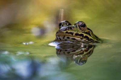 Close-up of frog swimming in lake