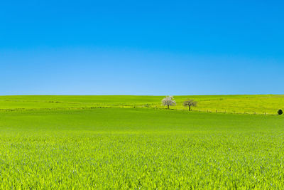 Scenic view of agricultural field against clear blue sky