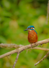 Close-up of bird perching on branch