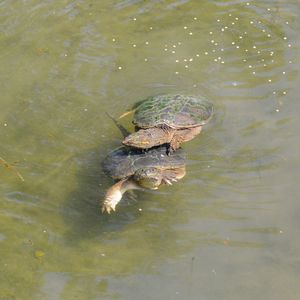 High angle view of turtle in lake