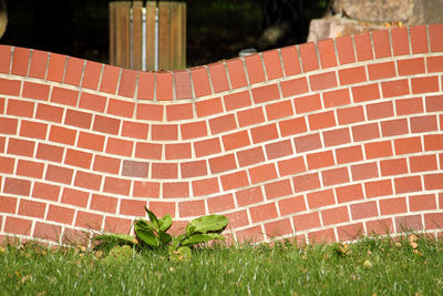 Plants growing against brick wall