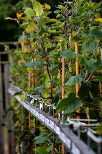 Close-up of plant growing in garden