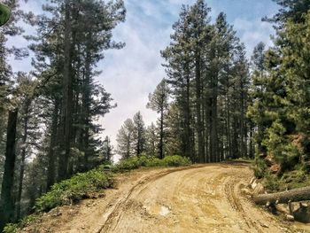 Dirt road passing through forest