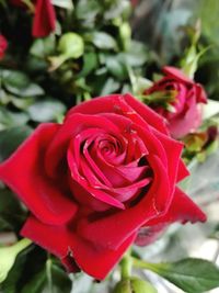 Close-up of red rose blooming outdoors